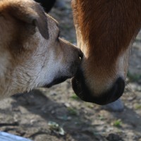 Dog meets horse